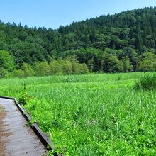 親海湿原