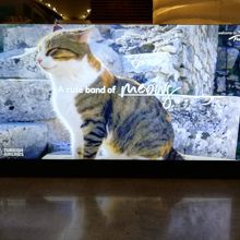 可愛過ぎる猫看板　隣で写真を撮っていた人と猫談義できました