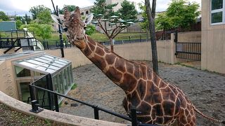 人間と同じ高さで