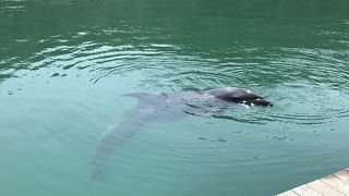 壱岐イルカパーク