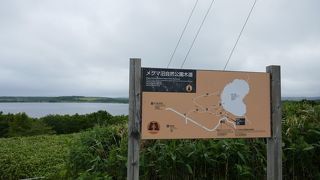 湿原植物の宝庫です