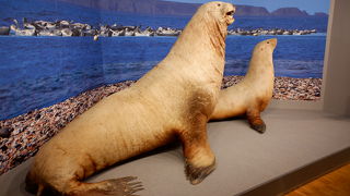 トドのはく製、迫力がありました