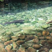 大きな魚が泳いでいて迫力満点。