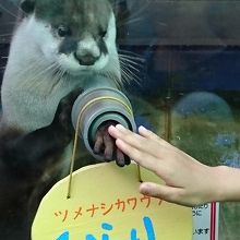 カワウソと握手