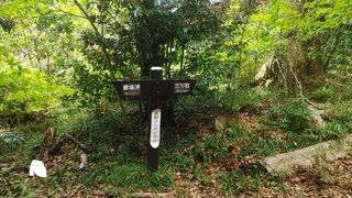 森林浴でリフレッシュ