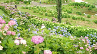 広大な敷地にいろいろな花