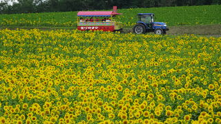 ひまわりだらけ