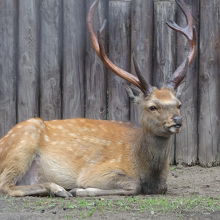 どんな動物もオスは貫禄がありますねぇ！