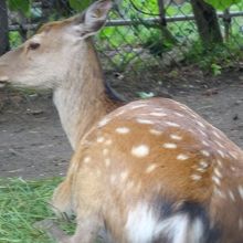 こちらは雌のエゾシカです。