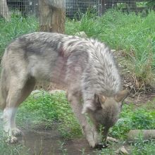 飼いならそうと思えば、出来そう…な感じはしない!!