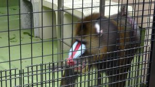 マンドリルが注目の的!!