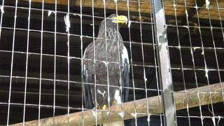 オオワシがでかかった！　～猛禽舎～