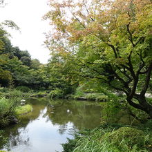 早くも少し色付いている？