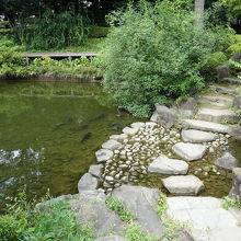 池には鯉や亀がいます