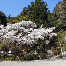 桜が満開です。
