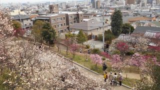 岡本梅林公園