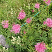 アカバナシモツケソウ