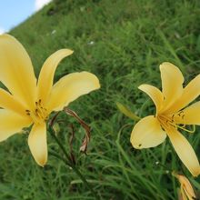 残っていたニッコウキスゲ！