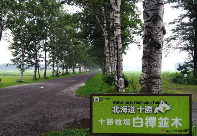 十勝牧場 白樺並木 クチコミ アクセス 営業時間 新得 芽室 士幌 フォートラベル