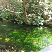 緑に輝く美しい川