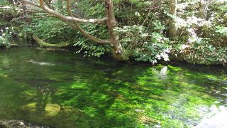 緑に輝く美しい川