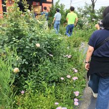 入り口目の前の道はお花が沢山