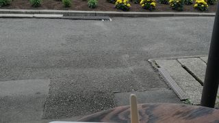 ラベンダーが満開までもう少しでした