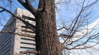 関東大震災を生きのびたイチョウ