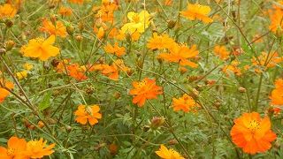 有料の園内は見どころいっぱい