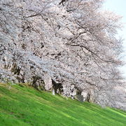 背割堤、一番好きな花見の名所です