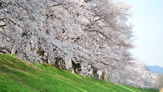 背割堤、一番好きな花見の名所です