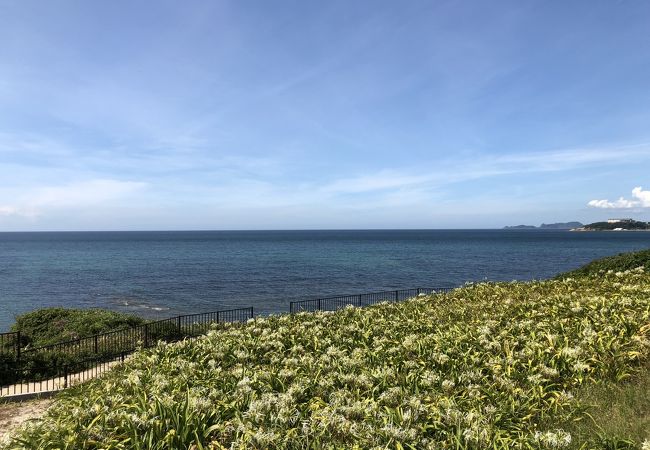 夏井ヶ浜のハマユウ　