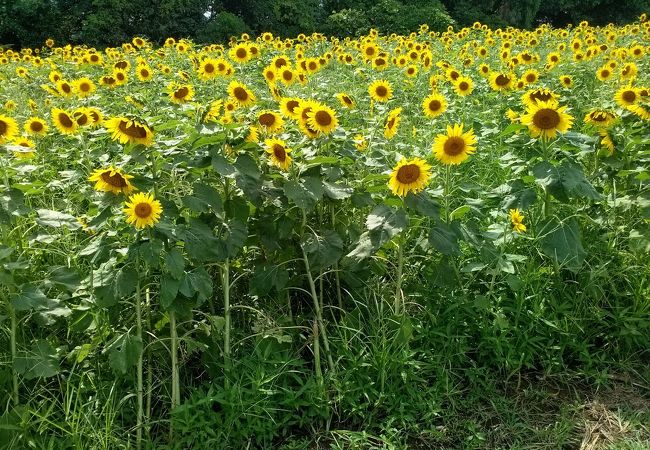 長崎鼻 大分県豊後高田市 クチコミ アクセス 営業時間 宇佐 豊後高田 フォートラベル 長崎鼻 大分県豊後高田市 クチコミ アクセス 営業時間 宇佐 豊後高田 フォートラベル