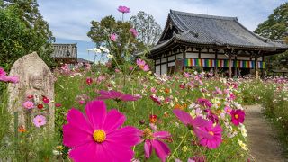 コスモスの時期に