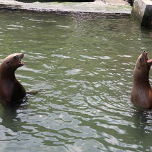 エサを待つトド