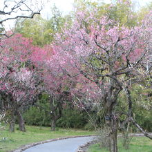 都立神代植物公園梅まつり