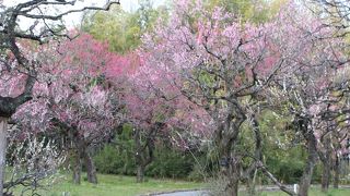 都立神代植物公園梅まつり