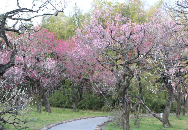 都立神代植物公園梅まつり