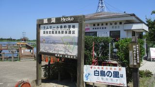 夏の瓢湖では、数羽の白鳥と鴨が泳いでおり、蓮の花が咲いていました。