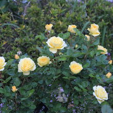 屋上庭園ーローズガーデン