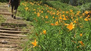 高山植物が咲き誇る植物園