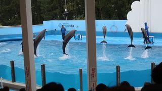 新しい試みもされた最新の水族館