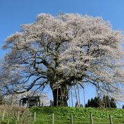 見事なエドヒガンの大桜