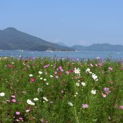 コスモスの花越しに瀬戸内海を見渡す