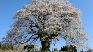 見事なエドヒガンの大桜