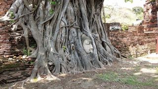 有名な木に埋もれる仏像