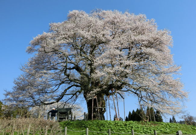 見事なエドヒガンの大桜