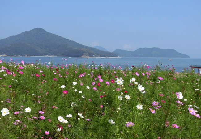 コスモスの花越しに瀬戸内海を見渡す