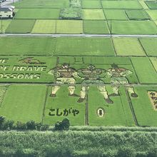 こしがや田んぼアート2019