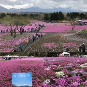 ピンク色の絨毯が「富士芝桜まつり」～河口湖・本栖～